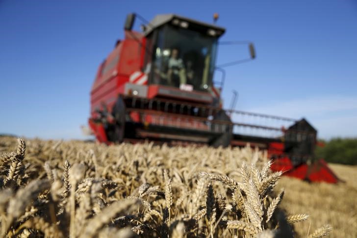 印度禁止小麦出口引发市场担忧，美国小麦期货大涨5%