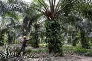 Read more about the article 马来西亚棕榈油产量复苏面临两大“逆风”：化肥和工人短缺 提供者 财联社