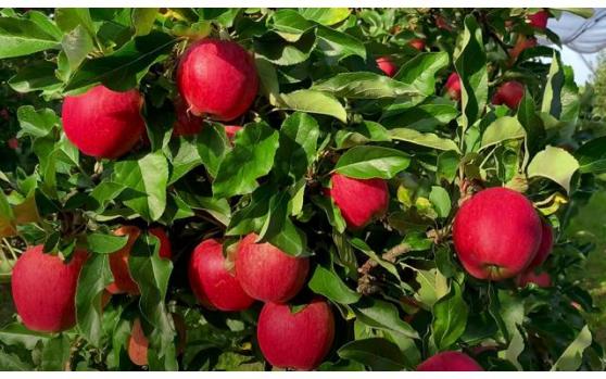 国信期货日评：郑糖触底回升，苹果关注晚熟生长上市情况