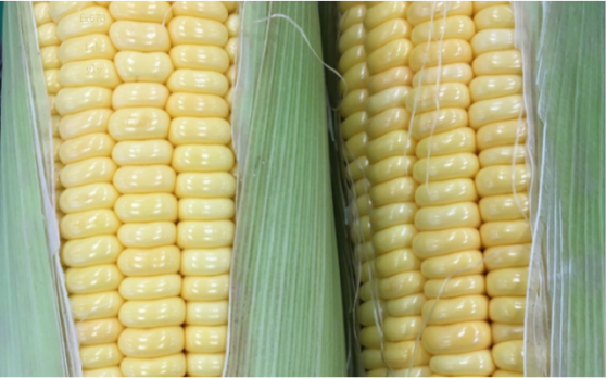 国信期货日评：玉米现货表现强势，菜油领跌油脂