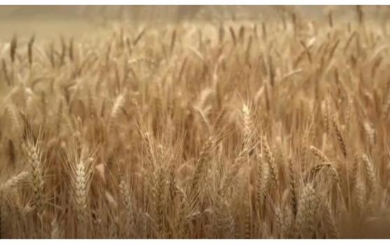 俄罗斯退出谷物出口协议，小麦价格飙升！俄是否改主意还不确定