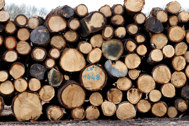 美国木材期货2月暴跌23%！分析师：随着美国楼市升温，木材价格将反弹