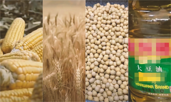 美国谷物库存数据公布前，玉米和大豆坚挺，小麦下跌