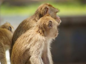 Read more about the article 实验猴价格连跌，囤猴的CRO企业亏了 提供者 时代周报